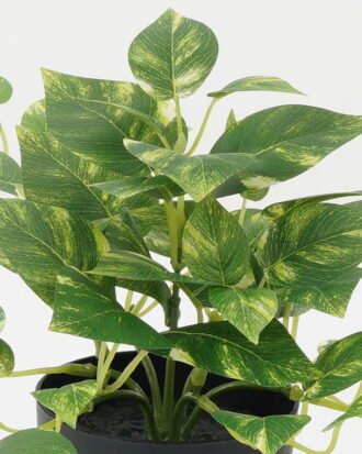 Artificial Plant 25*25*19cm Leaf in PP pot GS-05522048 Potted Flowers&Plants YeahFlower is one of Chinese leading OEM manufacturers and exporters , supplying the silk flowers, wholesale artificial trees