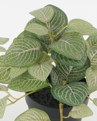 Artificial Plant 35*35*18cm Leaf in PP pot GS-05522049 Potted Flowers&Plants YeahFlower is one of Chinese leading OEM manufacturers and exporters , supplying the silk flowers, wholesale artificial trees