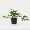 Artificial Plant Leaf in PP pot GS-05522050_1 Artificial Plant 28*28*20cm Leaf in PP pot GS-05522050 Potted Flowers&Plants YeahFlower is one of Chinese leading OEM manufacturers and exporters , supplying the silk flowers, wholesale artificial trees