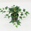 Artificial Plant Leaf in PP pot GS-05522050_2 Artificial Plant 28*28*20cm Leaf in PP pot GS-05522050 Potted Flowers&Plants YeahFlower is one of Chinese leading OEM manufacturers and exporters , supplying the silk flowers, wholesale artificial trees