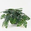 Artificial Plant Leaf in PP pot GS-30622024 Artificial Plant 52*52*26cm Leaf in PP pot GS-30622024 Potted Flowers&Plants YeahFlower is one of Chinese leading OEM manufacturers and exporters , supplying the silk flowers, wholesale artificial trees
