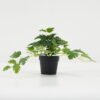 Artificial Plant 25*25*19cm Monstera in PP pot GS-05522051 Potted Flowers&Plants YeahFlower is one of Chinese leading OEM manufacturers and exporters , supplying the silk flowers, wholesale artificial trees