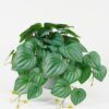 Artificial Plant 39*39*24cm Watermelon leaf in PP pot GS-30622025 Potted Flowers&Plants YeahFlower is one of Chinese leading OEM manufacturers and exporters , supplying the silk flowers, wholesale artificial trees