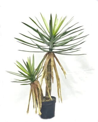 Artificial Tree 120cm Aloe*2 in PP pot GS-41922070 Tree&Plant YeahFlower is one of Chinese leading OEM manufacturers and exporters , supplying the silk flowers, wholesale artificial trees Artificial Tree 120cm Aloe*2 in PP pot GS-41922070 Tree&Plant YeahFlower is one of Chinese leading OEM manufacturers and exporters , supplying the silk flowers, wholesale artificial trees