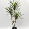 Artificial Tree 120cm Dracaena 4 in PP pot GS-41922051 Artificial Tree 120cm Dracaena*4 in PP pot GS-41922051 Tree&Plant YeahFlower is one of Chinese leading OEM manufacturers and exporters , supplying the silk flowers, wholesale artificial trees