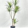 Artificial Tree 120cm Dracaena 7 in PP pot GS-41922040 Artificial Tree 120cm Dracaena*7 in PP pot GS-41922040 Tree&Plant YeahFlower is one of Chinese leading OEM manufacturers and exporters , supplying the silk flowers, wholesale artificial trees