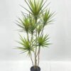 Artificial Tree 120cm Dracaena 7 in PP pot GS-41922045 Artificial Tree 120cm Dracaena*7 in PP pot GS-41922045 Tree&Plant YeahFlower is one of Chinese leading OEM manufacturers and exporters , supplying the silk flowers, wholesale artificial trees