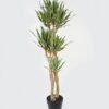 Artificial Tree 130cm Tequila*8 in PP pot GS-41922003 Tree&Plant YeahFlower is one of Chinese leading OEM manufacturers and exporters , supplying the silk flowers, wholesale artificial trees