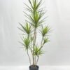 Artificial Tree 140cm Dracaena 9 in PP pot GS-41922046 Artificial Tree 140cm Dracaena*9 in PP pot GS-41922046 Tree&Plant YeahFlower is one of Chinese leading OEM manufacturers and exporters , supplying the silk flowers, wholesale artificial trees