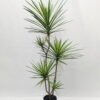 Artificial Tree 150cm Dracaena 5 in PP pot GS-41922052 Artificial Tree 150cm Dracaena*5 in PP pot GS-41922052 Tree&Plant YeahFlower is one of Chinese leading OEM manufacturers and exporters , supplying the silk flowers, wholesale artificial trees