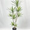 Artificial Tree 150cm Dracaena 9 in PP pot GS-41922041 Artificial Tree 150cm Dracaena*9 in PP pot GS-41922041 Tree&Plant YeahFlower is one of Chinese leading OEM manufacturers and exporters , supplying the silk flowers, wholesale artificial trees