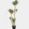 Artificial Tree 130cm Tequila*8 in PP pot GS-41922003 Tree&Plant YeahFlower is one of Chinese leading OEM manufacturers and exporters , supplying the silk flowers, wholesale artificial trees