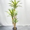 Artificial Tree 160cm Tequila*5 in PP pot GS-41922033 Tree&Plant YeahFlower is one of Chinese leading OEM manufacturers and exporters , supplying the silk flowers, wholesale artificial trees