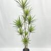 Artificial Tree 170cm Dracaena 10 in PP pot GS-41922047 Artificial Tree 170cm Dracaena*10 in PP pot GS-41922047 Tree&Plant YeahFlower is one of Chinese leading OEM manufacturers and exporters , supplying the silk flowers, wholesale artificial trees