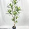 Artificial Tree 180cm Dracaena 11 in PP pot GS-41922042 Artificial Tree 180cm Dracaena*11 in PP pot GS-41922042 Tree&Plant YeahFlower is one of Chinese leading OEM manufacturers and exporters , supplying the silk flowers, wholesale artificial trees