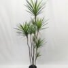 Artificial Tree 180cm Dracaena 9 in PP pot GS-41922053 Artificial Tree 180cm Dracaena*9 in PP pot GS-41922053 Tree&Plant YeahFlower is one of Chinese leading OEM manufacturers and exporters , supplying the silk flowers, wholesale artificial trees