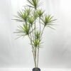 Artificial Tree 210cm Dracaena 10 in PP pot GS-41922048 Artificial Tree 210cm Dracaena*10 in PP pot GS-41922048 Tree&Plant YeahFlower is one of Chinese leading OEM manufacturers and exporters , supplying the silk flowers, wholesale artificial trees