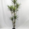 Artificial Tree 220cm Dracaena 12 in PP pot GS-41922054 Artificial Tree 220cm Dracaena*12 in PP pot GS-41922054 Tree&Plant YeahFlower is one of Chinese leading OEM manufacturers and exporters , supplying the silk flowers, wholesale artificial trees