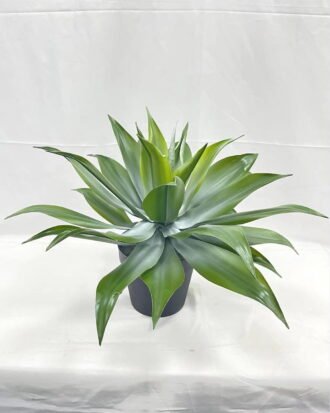 Artificial Tree 50cm Tequila in PP pot GS-41922013 Tree&Plant YeahFlower is one of Chinese leading OEM manufacturers and exporters , supplying the silk flowers, wholesale artificial trees Artificial Tree 50cm Tequila in PP pot GS-41922013 Tree&Plant YeahFlower is one of Chinese leading OEM manufacturers and exporters , supplying the silk flowers, wholesale artificial trees