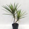 Artificial Tree 55cm Dracaena 2 in PP pot GS-41922049 Artificial Tree 55cm Dracaena*2 in PP pot GS-41922049 Tree&Plant YeahFlower is one of Chinese leading OEM manufacturers and exporters , supplying the silk flowers, wholesale artificial trees