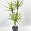 Artificial Tree 78cm Dracaena 5 in PP pot GS-41922039 Artificial Tree 78cm Dracaena*5 in PP pot GS-41922039 Tree&Plant YeahFlower is one of Chinese leading OEM manufacturers and exporters , supplying the silk flowers, wholesale artificial trees