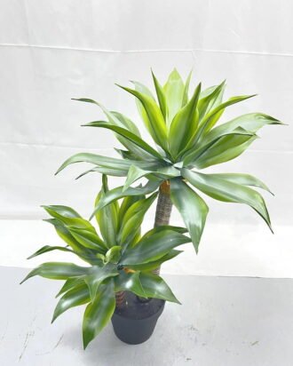 Artificial Tree 85cm Tequila*2 in PP pot GS-41922017 Tree&Plant YeahFlower is one of Chinese leading OEM manufacturers and exporters , supplying the silk flowers, wholesale artificial trees Artificial Tree 85cm Tequila*2 in PP pot GS-41922017 Tree&Plant YeahFlower is one of Chinese leading OEM manufacturers and exporters , supplying the silk flowers, wholesale artificial trees