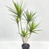 Artificial Tree 90cm Dracaena 5 in PP pot GS-41922044 Artificial Tree 90cm Dracaena*5 in PP pot GS-41922044 Tree&Plant YeahFlower is one of Chinese leading OEM manufacturers and exporters , supplying the silk flowers, wholesale artificial trees