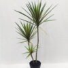 Artificial Tree 96cm Dracaena 3 in PP pot GS-41922050 Artificial Tree 96cm Dracaena*3 in PP pot GS-41922050 Tree&Plant YeahFlower is one of Chinese leading OEM manufacturers and exporters , supplying the silk flowers, wholesale artificial trees