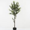Artificial Tree 58*58*150cm Olive tree *4 in PP pot GS-30422011 Tree&Plant YeahFlower is one of Chinese leading OEM manufacturers and exporters , supplying the silk flowers, wholesale artificial trees