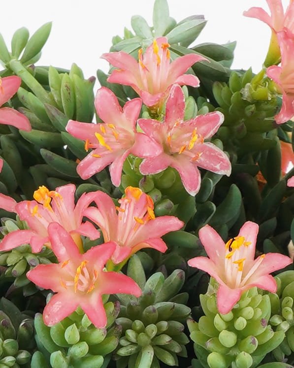 Artificial succulent Succulent in PaPer PulP pot GS-51722087_1 Artificial succulent 17*17*22cm Succulent in PaPer PulP pot GS-51722087 Potted Flowers&Plants YeahFlower is one of Chinese leading OEM manufacturers and exporters , supplying the silk flowers, wholesale artificial trees