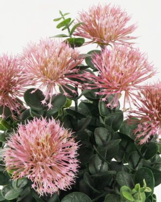 Artificial succulent 22*22*34cm Succulent in pp pot GS-51722088 Potted Flowers&Plants YeahFlower is one of Chinese leading OEM manufacturers and exporters , supplying the silk flowers, wholesale artificial trees