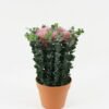 Artificial succulent Succulent in pp pot GS-51722089 Artificial succulent 20*20*38cm Succulent in pp pot GS-51722089 Potted Flowers&Plants YeahFlower is one of Chinese leading OEM manufacturers and exporters , supplying the silk flowers, wholesale artificial trees