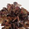 Artificial Flower 26*26*50cm Autumn hydrangea single stem GS-15422050-K1 Single Flowers YeahFlower is one of Chinese leading OEM manufacturers and exporters , supplying the silk flowers, wholesale artificial trees