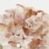 Artificial Flower Autumn hydrangea single stem GS-15422050-P1_1 Artificial Flower 26*26*50cm Autumn hydrangea single stem GS-15422050-P1 Single Flowers YeahFlower is one of Chinese leading OEM manufacturers and exporters , supplying the silk flowers, wholesale artificial trees