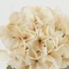 Artificial Flower Autumn hydrangea single stem GS-15422050-W1_4 Artificial Flower 26*26*50cm Autumn hydrangea single stem GS-15422050-W1 Single Flowers YeahFlower is one of Chinese leading OEM manufacturers and exporters , supplying the silk flowers, wholesale artificial trees