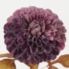 Artificial Flower Chrysanthemum single stem GS-14522008-Z1_1 Artificial Flower 18*18*73cm Chrysanthemum single stem GS-14522008-Z1 Single Flowers YeahFlower is one of Chinese leading OEM manufacturers and exporters , supplying the silk flowers, wholesale artificial trees