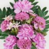 Artificial Flower 33*33*47 CM Fan-shaped Peonybush *12 GS-67922006-Z2 Flowers Bush YeahFlower is one of Chinese leading OEM manufacturers and exporters , supplying the silk flowers, wholesale artificial trees