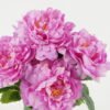 Artificial Flower 32*32*40 CM Peonybush *7 GS-67922010-Z2 Flowers Bush YeahFlower is one of Chinese leading OEM manufacturers and exporters , supplying the silk flowers, wholesale artificial trees