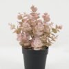 Artificial Plant Eucalyptus leaves in PP pot GS-05522072-O1_5 Artificial Plant 18*18*22cm Eucalyptus leaves in PP pot GS-05522072-O1 Potted Flowers&Plants YeahFlower is one of Chinese leading OEM manufacturers and exporters , supplying the silk flowers, wholesale artificial trees