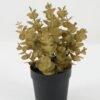 Artificial Plant 18*18*22cm Eucalyptus leaves in PP pot GS-05522072 Potted Flowers&Plants YeahFlower is one of Chinese leading OEM manufacturers and exporters , supplying the silk flowers, wholesale artificial trees