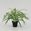 Artificial Plant 45*45*27cm Leaf *5 in pp pot GS-64221023 Potted Flowers&Plants YeahFlower is one of Chinese leading OEM manufacturers and exporters , supplying the silk flowers, wholesale artificial trees