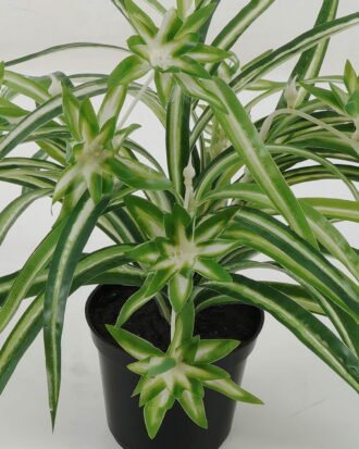 Artificial Plant 45*45*27cm Leaf *5 in pp pot GS-64221023 Potted Flowers&Plants YeahFlower is one of Chinese leading OEM manufacturers and exporters , supplying the silk flowers, wholesale artificial trees Artificial Plant 45*45*27cm Leaf *5 in pp pot GS-64221023 Potted Flowers&Plants YeahFlower is one of Chinese leading OEM manufacturers and exporters , supplying the silk flowers, wholesale artificial trees