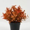 Artificial Plant 23*23*56cm Leaf in PP pot GS-05522070-Y1 Potted Flowers&Plants YeahFlower is one of Chinese leading OEM manufacturers and exporters , supplying the silk flowers, wholesale artificial trees