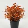 Artificial Plant Leaf in PP pot GS-05522071-O1 Artificial Plant 19*19*25 Leaf in PP pot GS-05522071-O1 Potted Flowers&Plants YeahFlower is one of Chinese leading OEM manufacturers and exporters , supplying the silk flowers, wholesale artificial trees