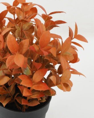 Artificial Plant 19*19*25 Leaf in PP pot GS-05522071-O1 Potted Flowers&Plants YeahFlower is one of Chinese leading OEM manufacturers and exporters , supplying the silk flowers, wholesale artificial trees