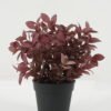 Artificial Plant 19*19*25 Leaf in PP pot GS-05522071-Y1 Potted Flowers&Plants YeahFlower is one of Chinese leading OEM manufacturers and exporters , supplying the silk flowers, wholesale artificial trees