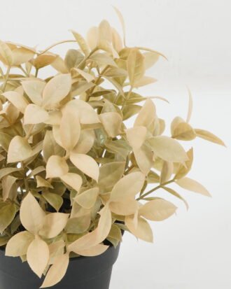 Artificial Plant 19*19*25 Leaf in PP pot GS-05522071 Potted Flowers&Plants YeahFlower is one of Chinese leading OEM manufacturers and exporters , supplying the silk flowers, wholesale artificial trees