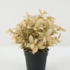 Artificial Plant 19*19*25 Leaf in PP pot GS-05522071 Potted Flowers&Plants YeahFlower is one of Chinese leading OEM manufacturers and exporters , supplying the silk flowers, wholesale artificial trees