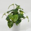 Artificial Plant 25*25*25cm Leaf in cement pot GS-64221020 Potted Flowers&Plants YeahFlower is one of Chinese leading OEM manufacturers and exporters , supplying the silk flowers, wholesale artificial trees