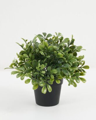 Artificial Plant 18*18*21cm Leaf in the pp pot GS-05522085 Potted Flowers&Plants YeahFlower is one of Chinese leading OEM manufacturers and exporters , supplying the silk flowers, wholesale artificial trees